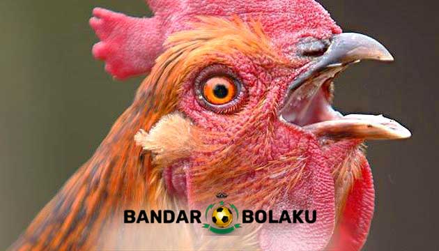 Cara Mengobati Paruh Ayam Bangkok Aduan Yang Patah