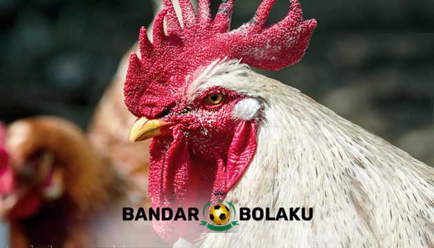 Rahasia Agar Badan Ayam Bangkok Aduan Cepat Merah