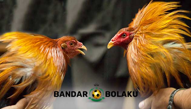 Ciri, Teknik Bertarung dan Keunggulan Ayam Bangkok Wiring Kuning Asli