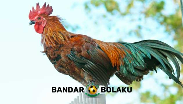 Ayam Ketawa, Ayam Asli Indonesia Pembawa Rejeki