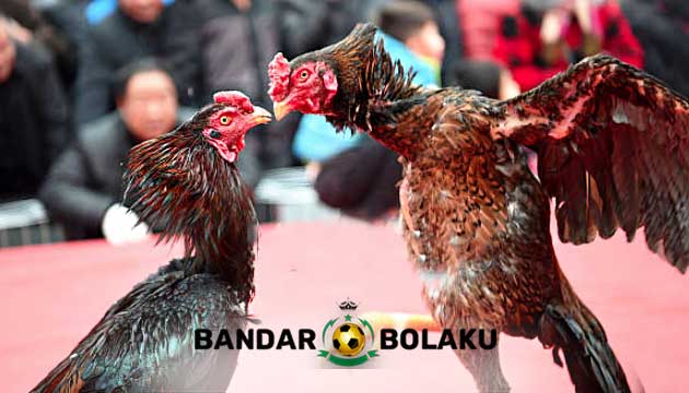 Kelebihan Teknik Brakot Pada Ayam Bangkok Aduan