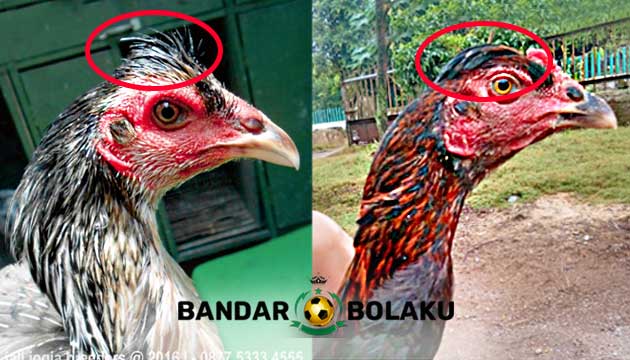 Ayam Bangkok Jambul Aduan Kesayangan Botoh Tua