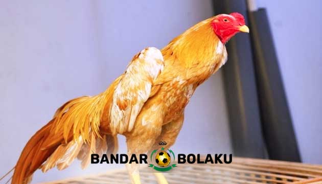 Ciri dan Kelebihan Ayam Bangkok Wiring Galih
