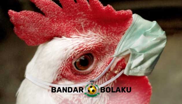 Ini Rahasia Obat Pilek Super Ampuh Untuk Ayam Bangkok