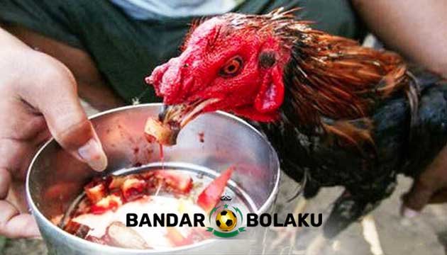 Pakan Tambahan Ayam Bangkok Yang Berguna Untuk Antioksidan