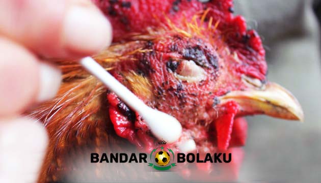 Pengobatan Mata Ayam Bangkok Aduan Terkena Jalu
