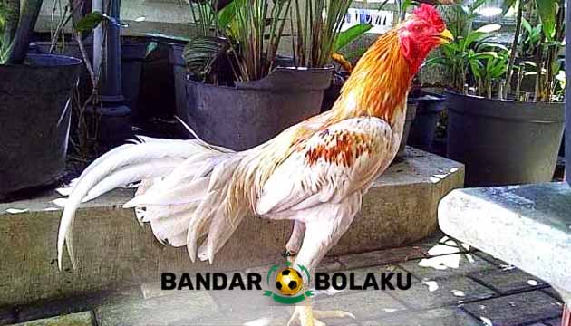Ciri Ayam Bangkok Blorok Madu Super Mematikan Di Arena Sabung