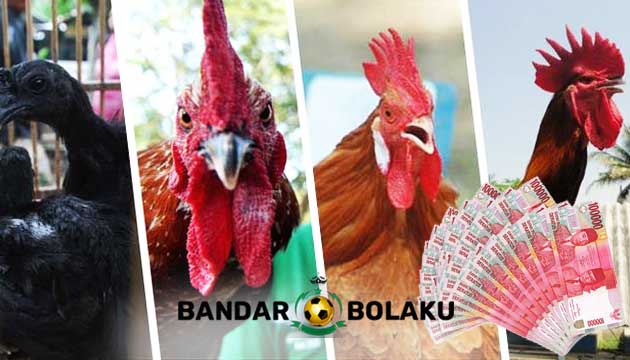 Daftar Ayam Bangkok Termahal Hingga 250 Juta Rupiah