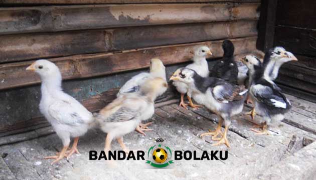 Ciri Ciri Fisik Anakan Ayam Bangkok Petarung Berkualitas