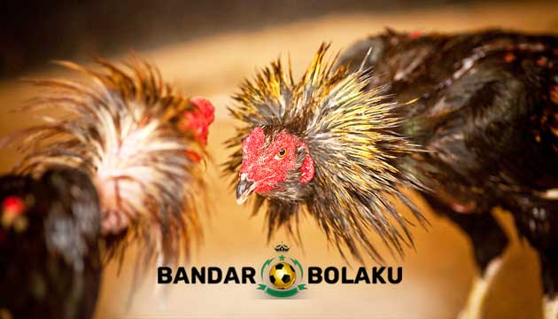 Langkah Ampuh Memiliki Ayam Bangkok Aduan Super Agresif