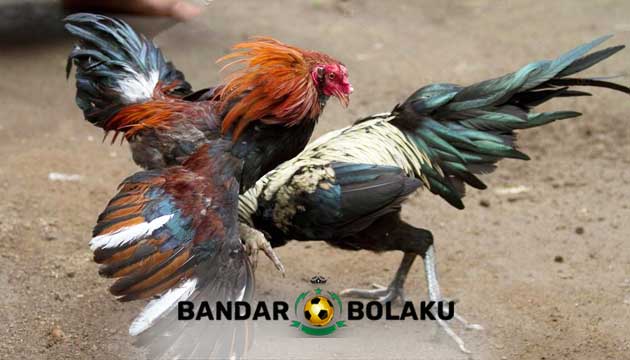 Ciri Khas Ayam Bangkok Aduan Pukul Saraf Mematikan