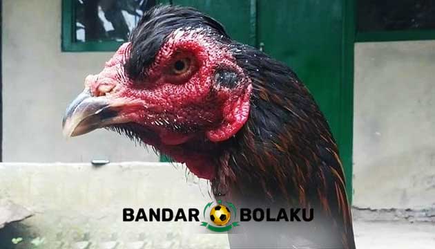 Keunikan Ayam Bangkok Jambul Aduan Kesayangan Para Botoh Tua