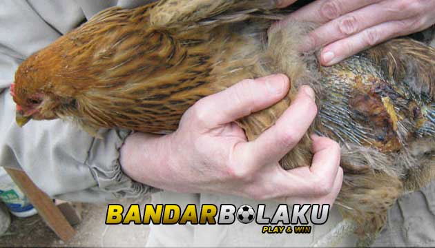 Cara Mudah Mengatasi Gurem Kutu Pada Ayam Bangkok Aduan