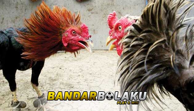 Ciri Ayam Bangkok Petarung Yang Sering Juara Di Arena Sabung