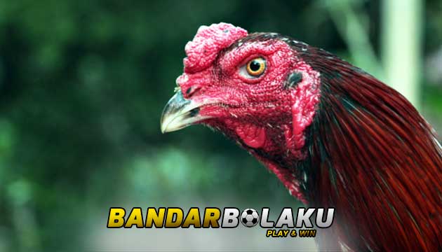 Ciri Khas Katuranggan Leher Ayam Bangkok Paling Mematikan
