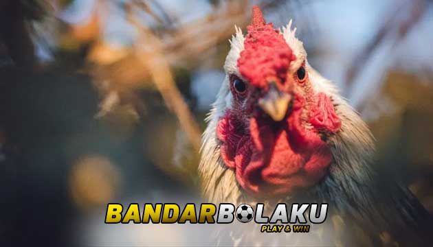 Trik Mengetahui Kehebatan Ayam Aduan Lawan Sebelum Bertanding