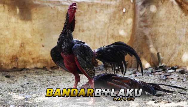 Cara Tepat Melatih Ayam Jago Bangkok Hanya Sekali Pukul