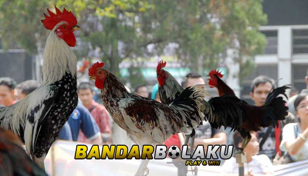 Ini Dia, Ayam Asli Indonesia Seharga 40 Juta Rupiah Per Ekor