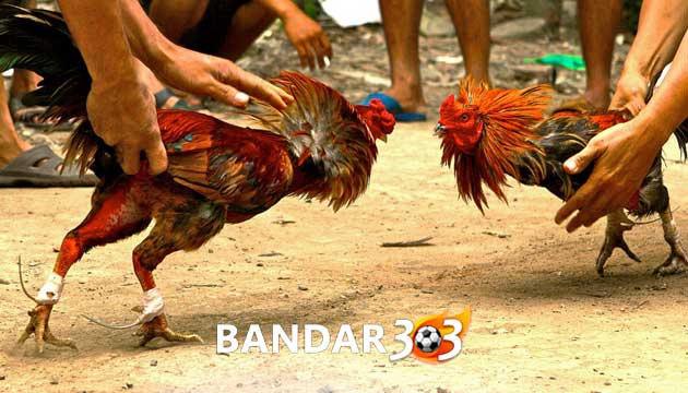 Tips Melatih Ayam Bangkok Agar Tidak Main Bawah Saat Diadu