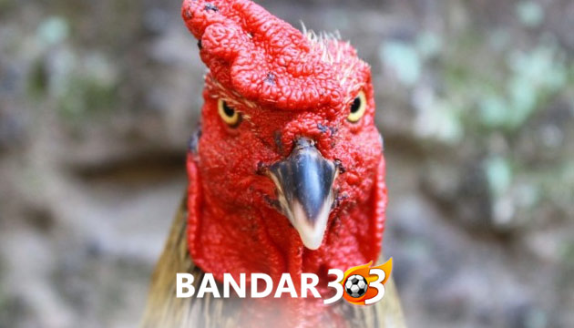 Cara melihat Mata Ayam Bangkok Aduan yang Bagus