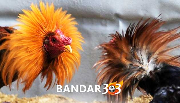 Ciri Ayam Bangkok Paling Mematikan Di Arena Sabung Laga