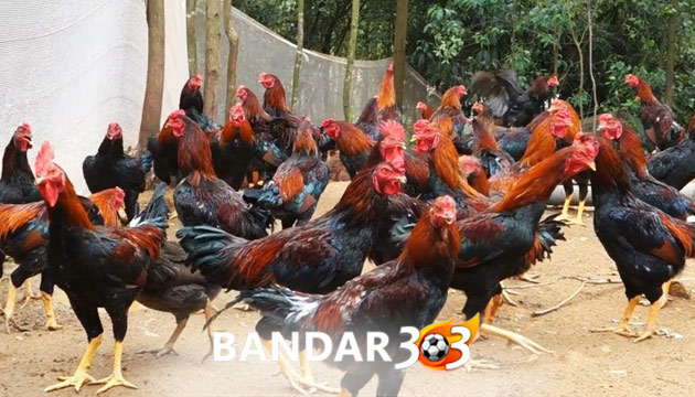 Cara Beternak Ayam Aduan Bagi Pemula